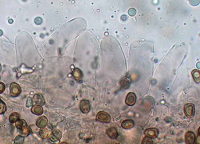Psathyrella hirtosquamulosa   (Peck)   A. H. Smith